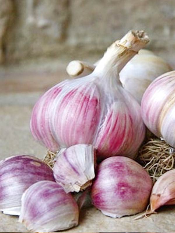 Чеснок "Софиевский"  озимый   кг